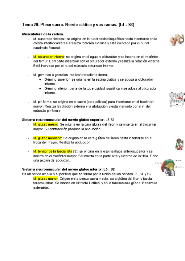 Miniatura del documento TEMA-20-PLEXO-SACRO-NERVIO-CIATICO-ANATOMIA.pdf
