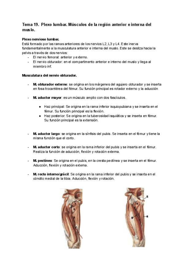 Miniatura del documento TEMA-19-PLEXO-LUMBAR-Y-MUSCULOS-DEL-MUSLO-ANATOMIA.pdf