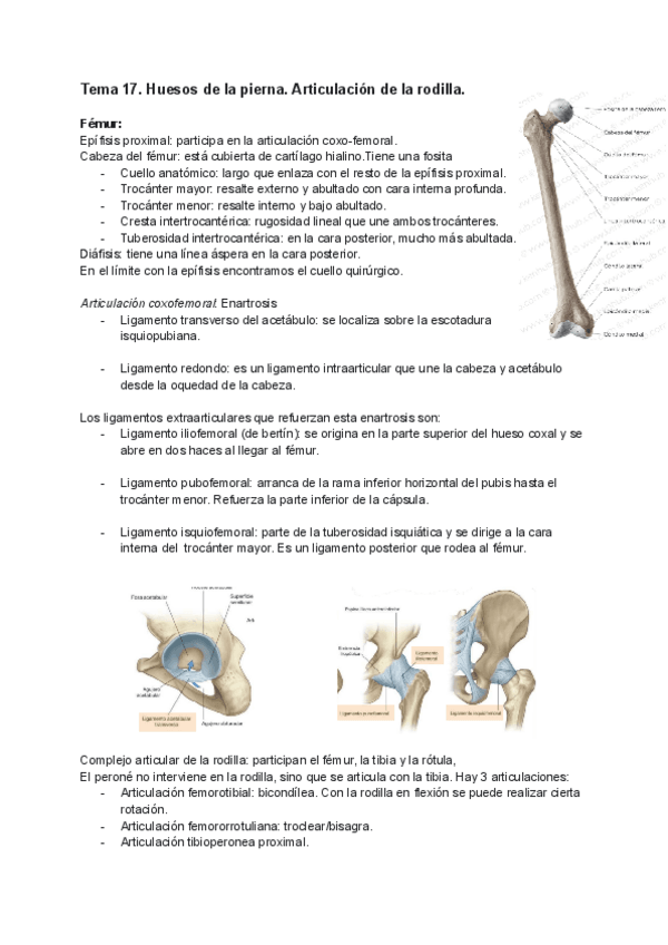 Miniatura del documento TEMA-17-HUESOS-DE-LA-PIERNA-Y-RODILLA-ANATOMIA.pdf