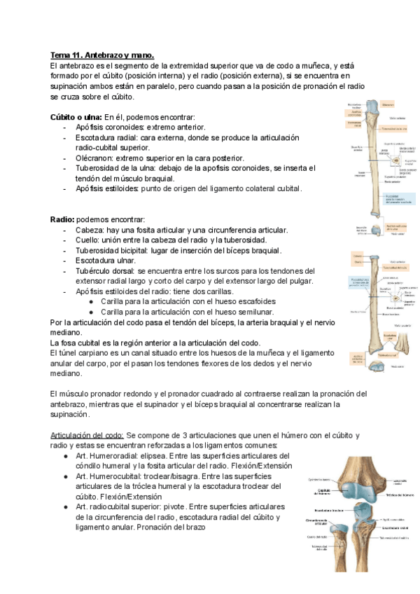 Miniatura del documento TEMA-11-ANTEBRAZO-Y-MANO-ANATOMIA.pdf