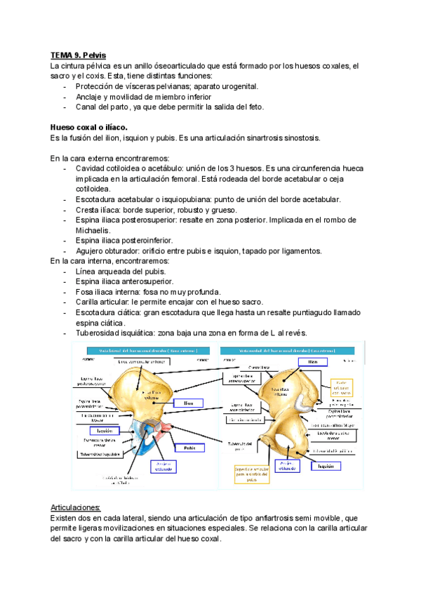 Miniatura del documento TEMA-9-PELVIS-ANATOMIA.pdf