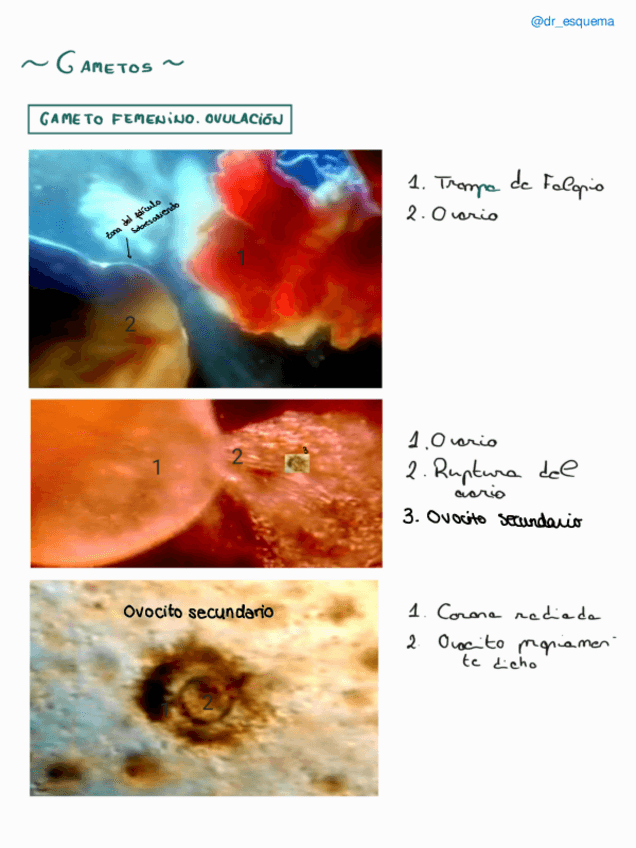 Miniatura del documento EMBRIOLOGIA-resuelto.pdf