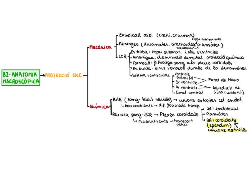 Miniatura del documento ESQUEMA-ANATOMIA-MACROSCOPICA.pdf