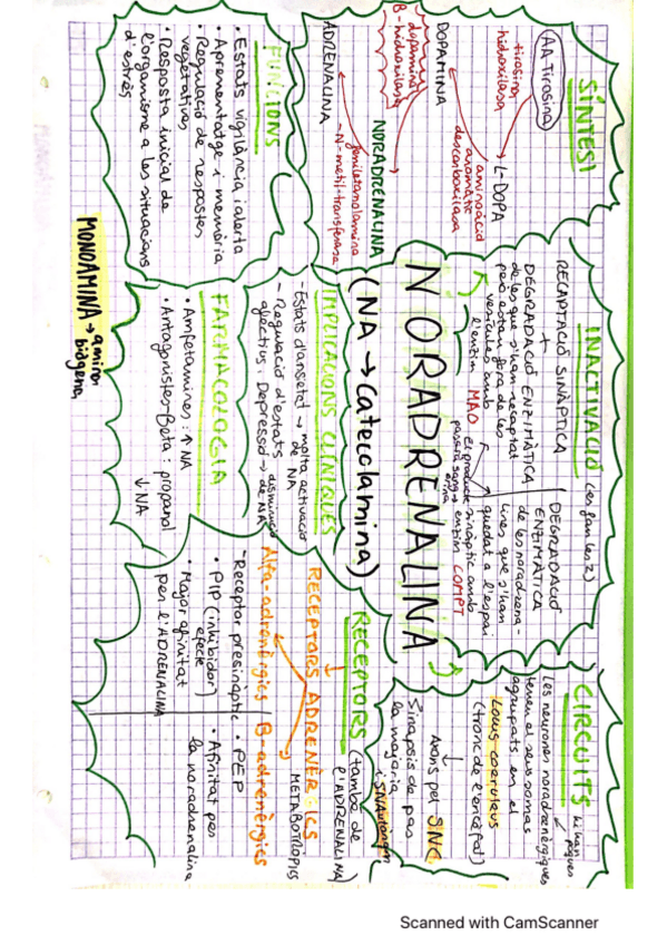Miniatura del documento ESQUEMA-NORADRENALINA.pdf