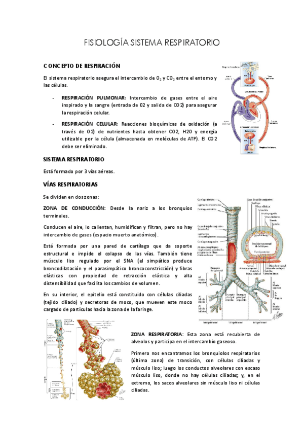 Miniatura del documento Sistema-Respiratorio.pdf
