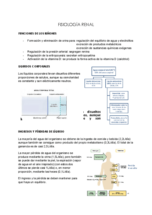 Miniatura del documento Fisiologia-Renal.pdf