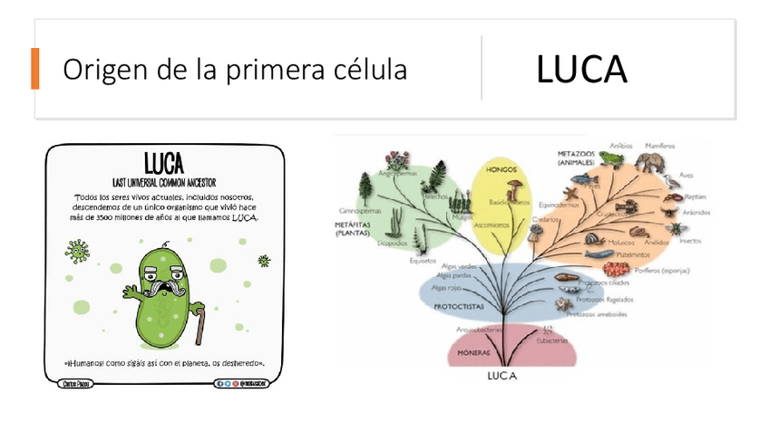 Miniatura del documento LUCA.pdf