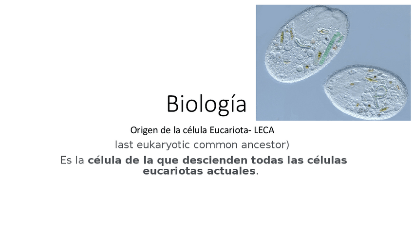 Miniatura del documento LECA.pdf