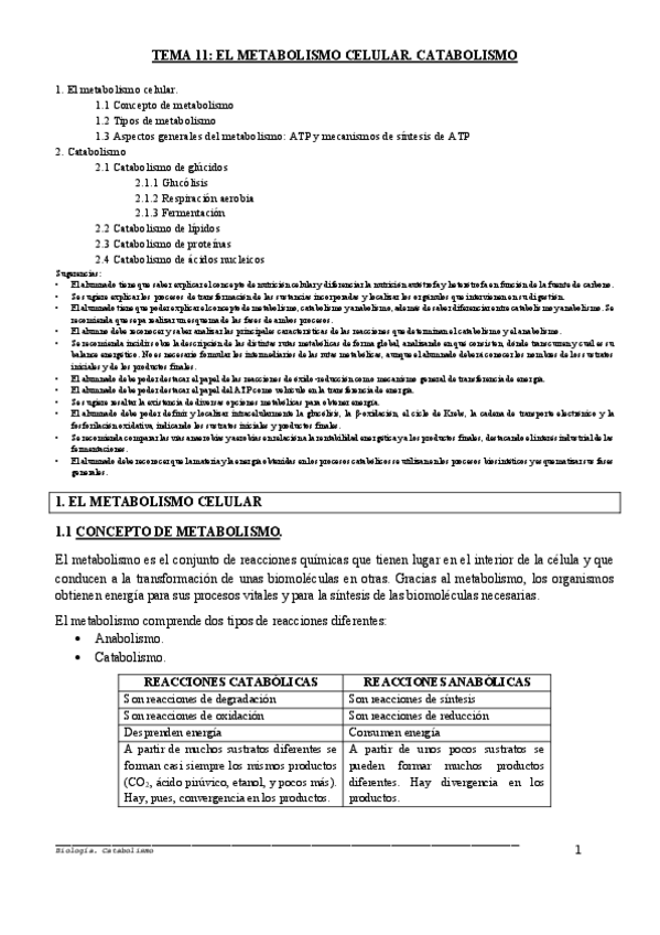 Miniatura del documento CATABOLISMO-sugerencias.pdf