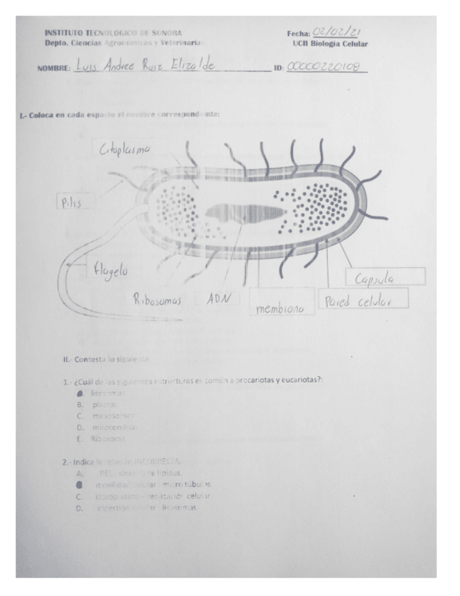 Miniatura del documento Celulas-procariota-y-eucariota.pdf