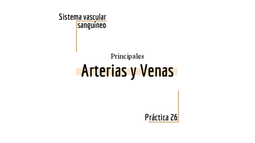 Miniatura del documento DP-26-Arterias-y-Venas.pdf