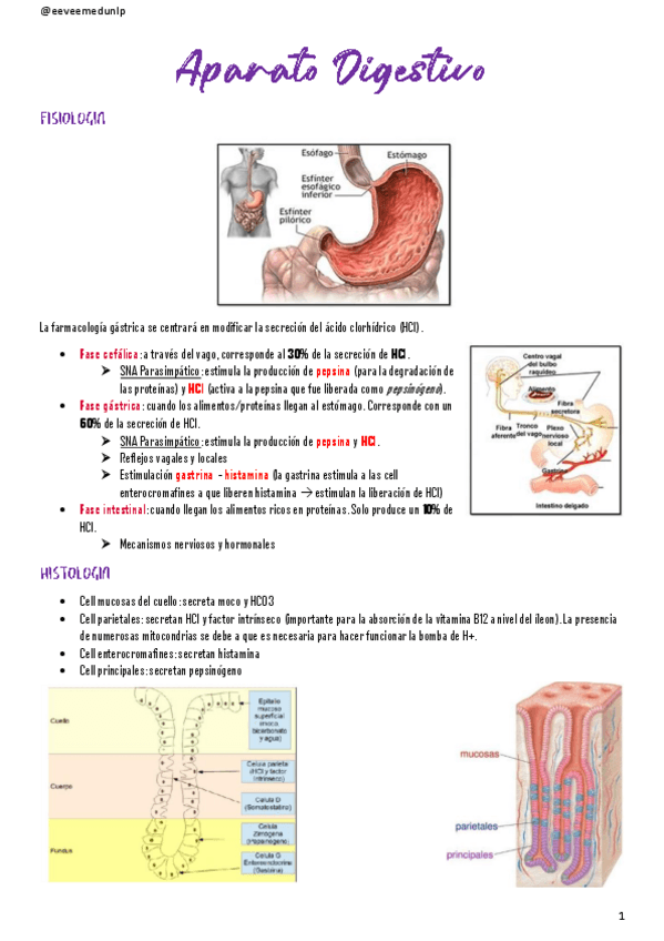 Miniatura del documento Aparato-Digestivo.pdf