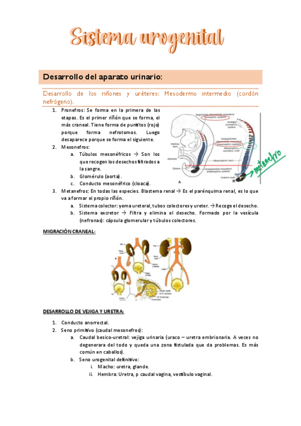 Miniatura del documento Anatomia-Sistemas-2-urogenital.pdf