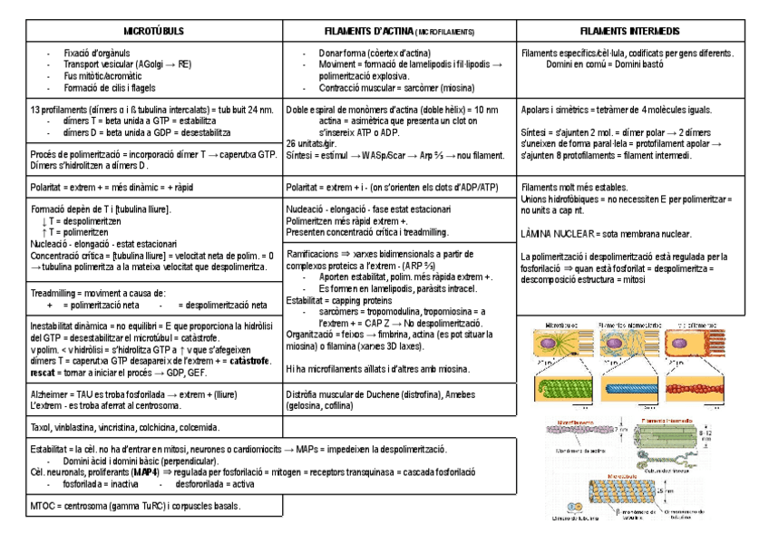 Miniatura del documento citoesquelet.pdf