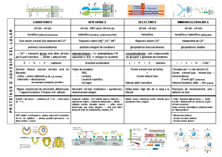 Miniatura del documento proteines-dadhesio-cel.pdf