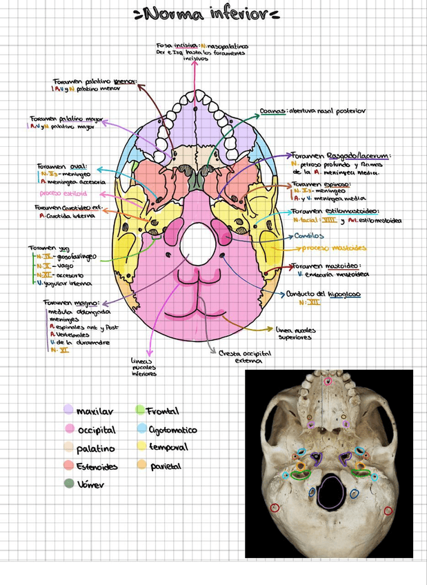 Miniatura del documento Norma-inferior-del-craneo.jpg
