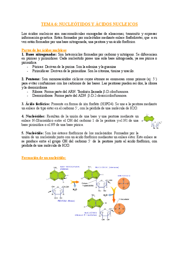 Miniatura del documento TEMA-6-NUCLEOTIDOS-Y-ACIDOS-NUCLEICOS-1.pdf