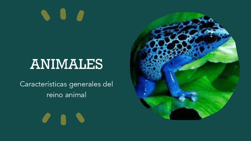 Miniatura del documento animales.pdf