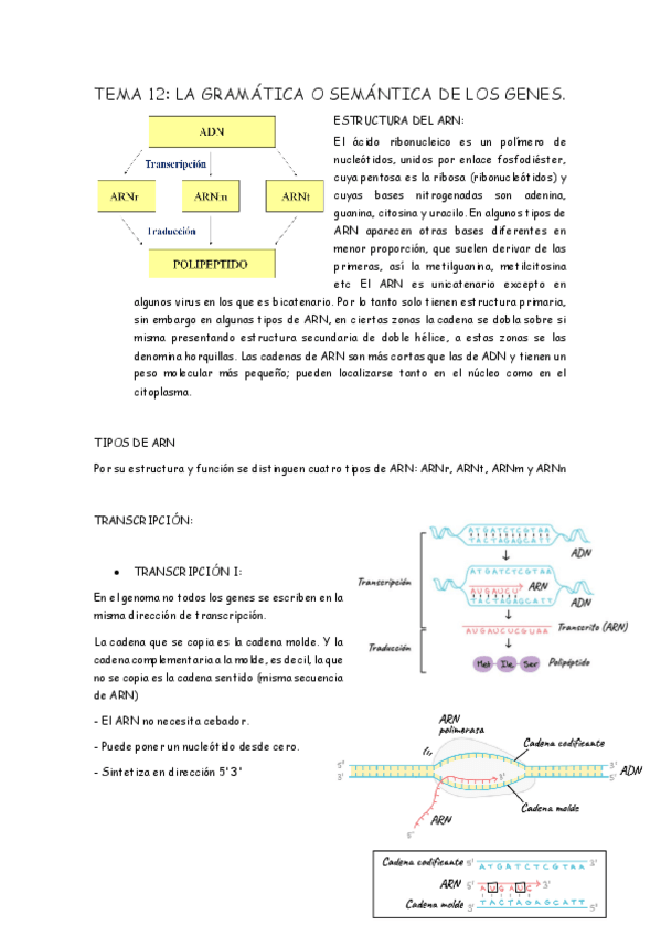Miniatura del documento TEMA 12biologia .pdf