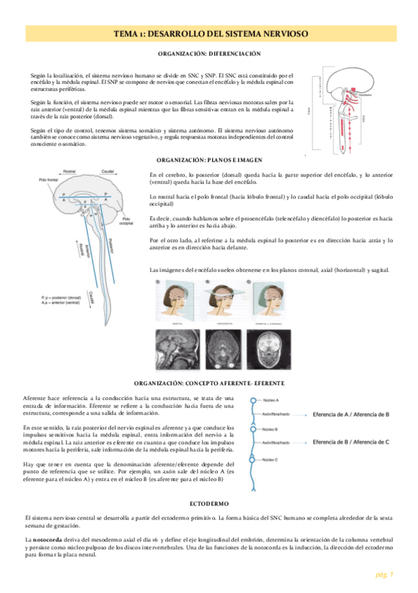 Miniatura del documento neurobiologia.pdf