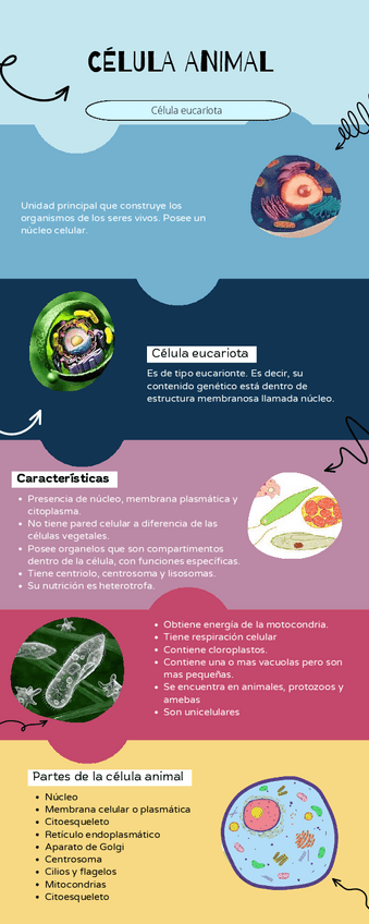 Miniatura del documento Infografia-Celula-Animal.pdf