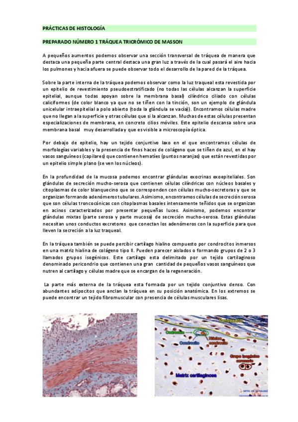 Miniatura del documento PRACTICAS-DE-HISTOLOGIA.pdf