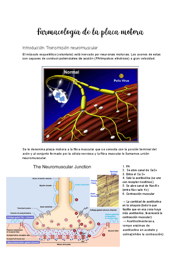 Miniatura del documento Tema-4.1-Farmacologia-de-la-Placa-motora.pdf