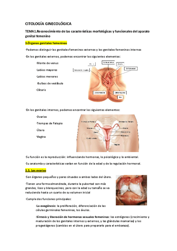Miniatura del documento Citologia-ginecologica.Tema1.docx.pdf