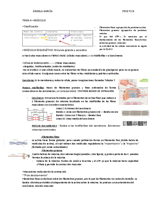 Miniatura del documento T4-Musculo.pdf