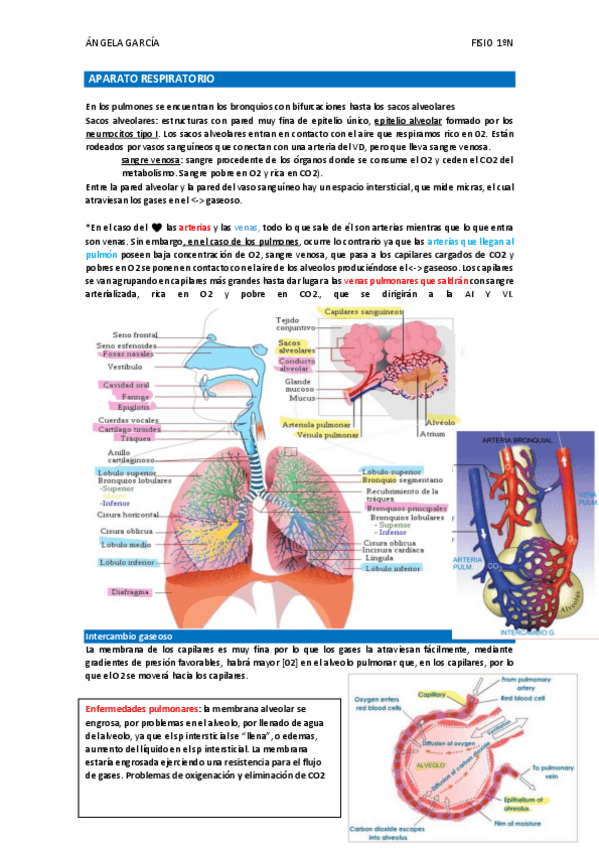 Miniatura del documento T19-AP-Respiratorio.pdf