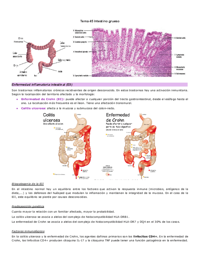 Miniatura del documento Tema-45-Intestino-grueso.pdf