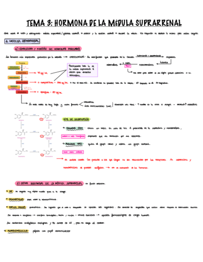 Miniatura del documento T3-H.Medula-Suprarrenal.pdf