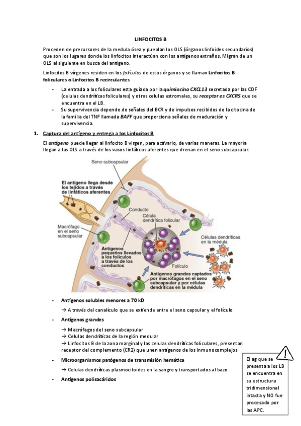 Miniatura del documento LINFOCITOS-B.pdf