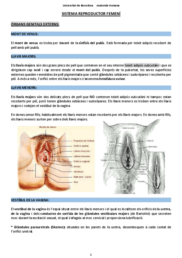 Miniatura del documento APARELL-REPRODUCTOR-FEMENI-I-MASCULI.pdf