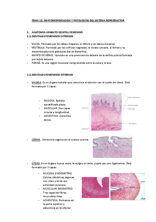 Miniatura del documento TEMA-12.-APARATO-REPRODUCTOR-FEMENINO.pdf
