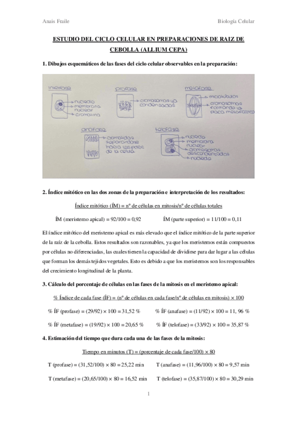 Miniatura del documento Estudio del ciclo celular en preparaciones de raíz de cebolla.pdf