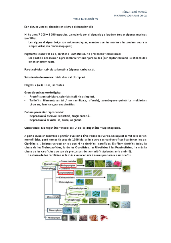 Miniatura del documento Tema-14-Clorofits.pdf