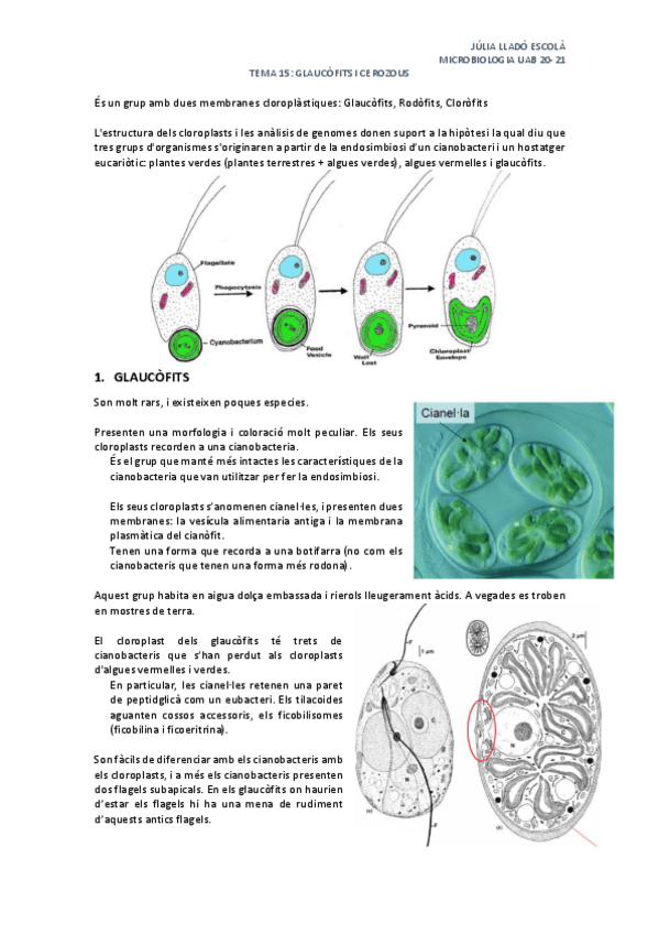 Miniatura del documento Tema-15-Glaucofits-i-cercozous.pdf