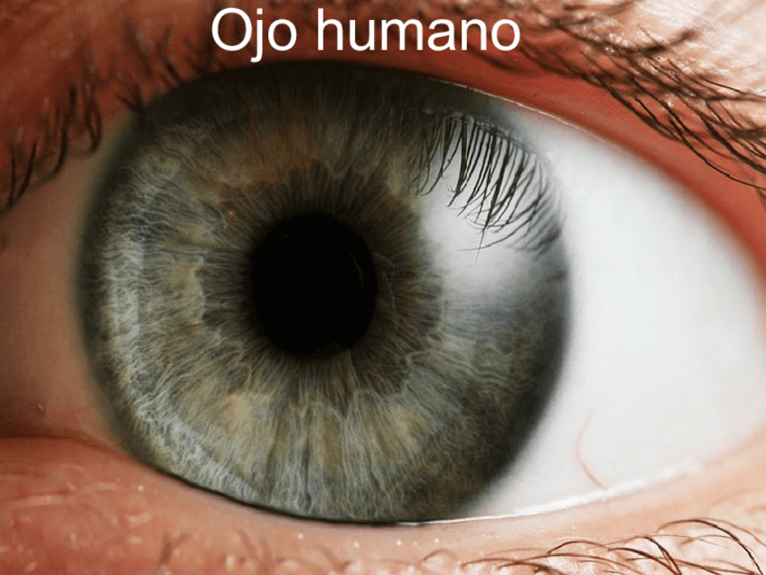 Miniatura del documento Ojo-humano.pdf