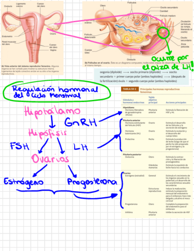 Miniatura del documento Resumen-Ciclo-Menstrual.pdf