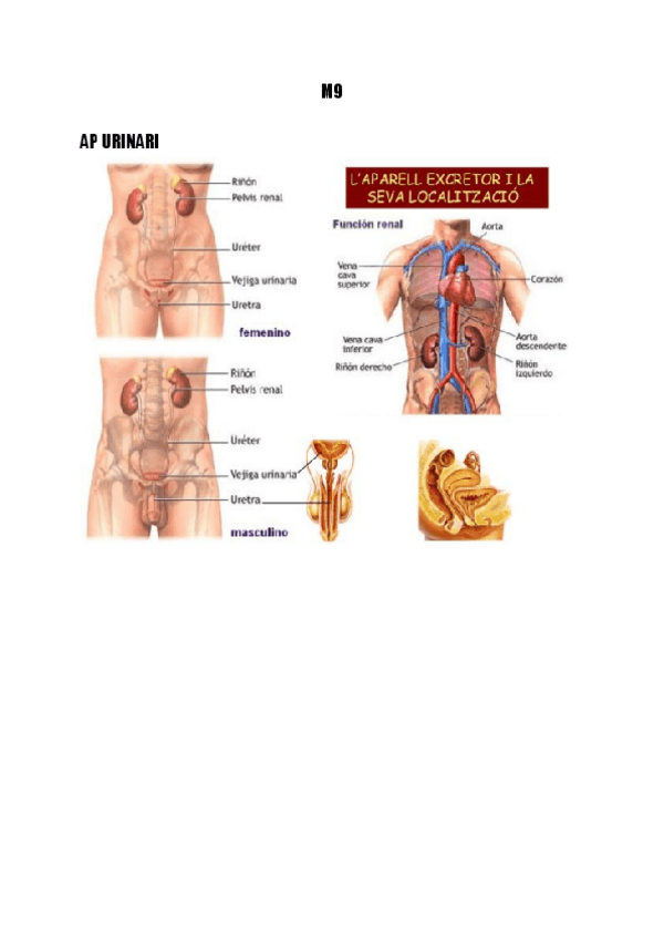 Miniatura del documento APARELL-URINARI-EXCRETOR-I-DIGESTIU.pdf