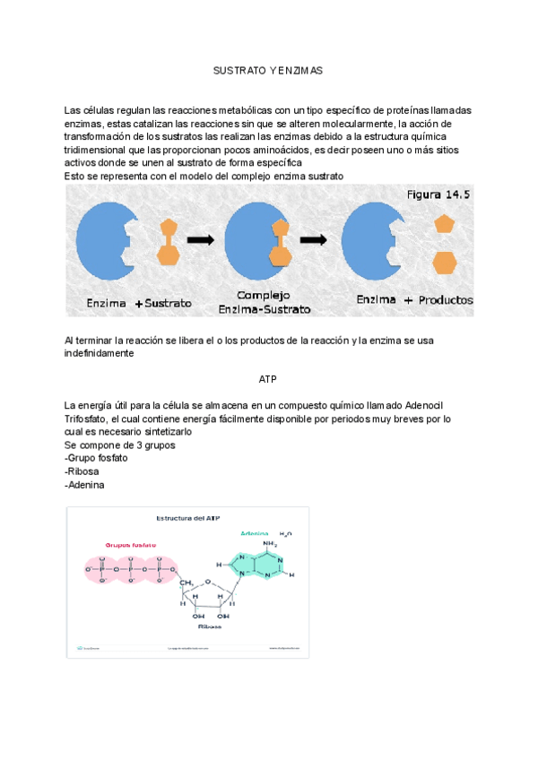 Miniatura del documento sustrato-y-enzimas.pdf