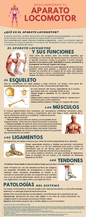 Miniatura del documento El-aparato-locomotor-Infografia.pdf