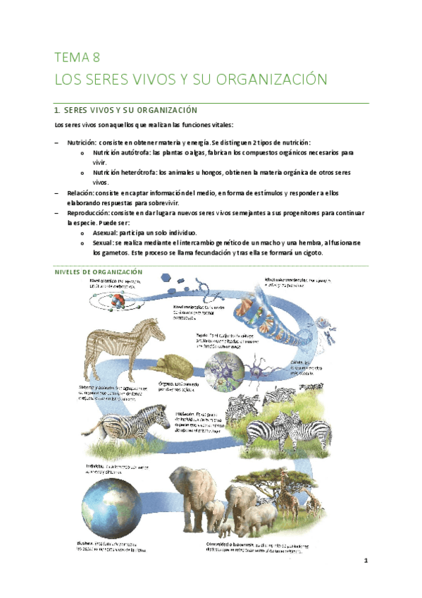 Miniatura del documento T8-Los-seres-vivos-y-su-organizacion.pdf