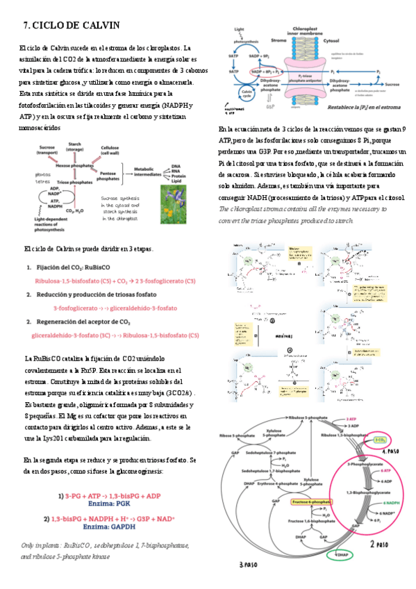 Miniatura del documento 7.-Ciclo-de-Calvin.pdf