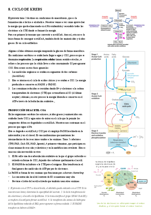 Miniatura del documento 8.-Ciclo-de-Krebs.pdf