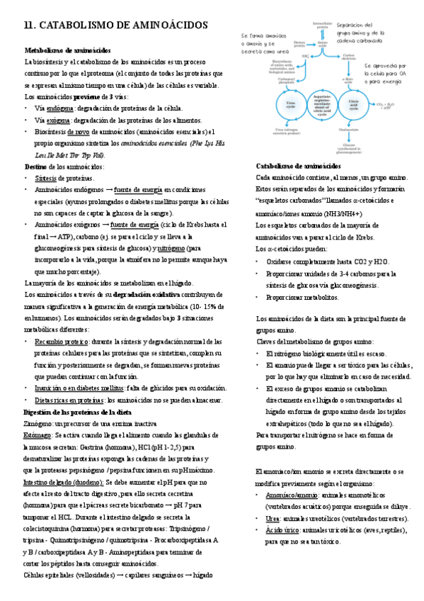 Miniatura del documento 11.-Catabolismo-de-aminoacidos.pdf