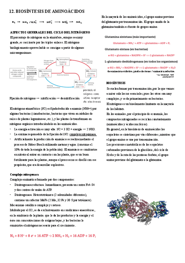 Miniatura del documento 12.-Biosintesis-de-aminoacidos.pdf