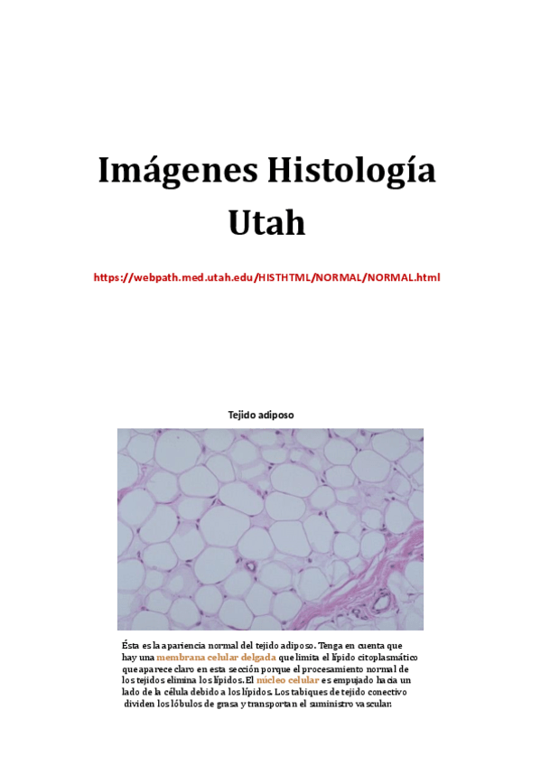 Miniatura del documento Imagenes-Histologia-Utah.pdf