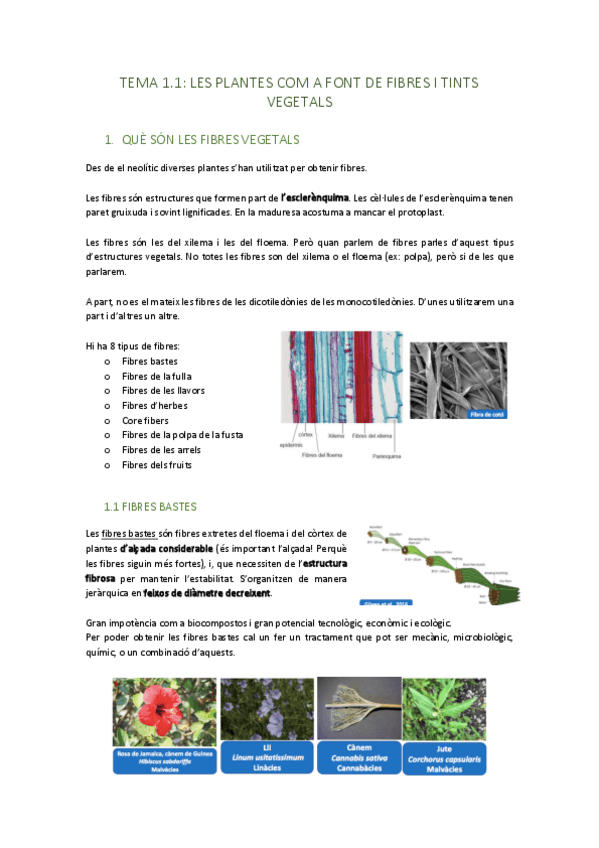 Miniatura del documento TEMA-1.1-LES-PLANTES-COM-A-FONT-DE-FIBRES-I-TINTS-VEGETALS.pdf